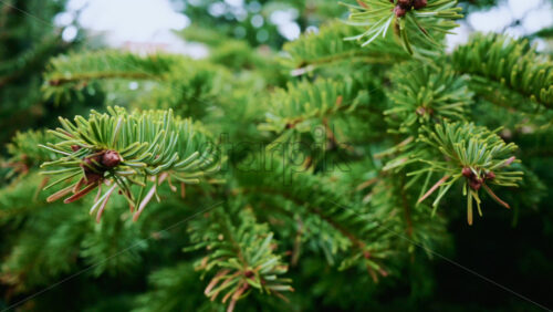 Video – A detailed close up of green fir tree branches with fresh and vibrant needles - Starpik Stock