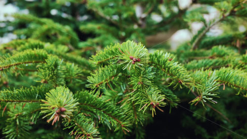 Video – A detailed close up of green fir tree branches with fresh and vibrant needles - Starpik Stock