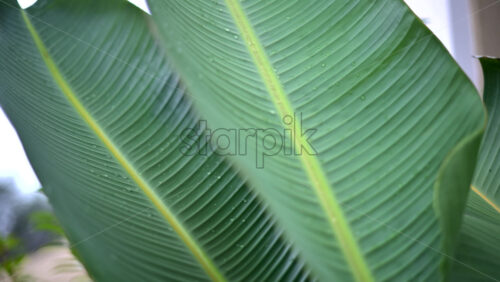 Video – Close up of a green tropical leaf with visible veins and water droplets - Starpik Stock