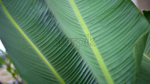 Video – Close up of a green tropical leaf with visible veins and water droplets - Starpik Stock