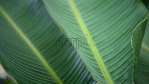 Video – Close up of a green tropical leaf with visible veins and water droplets - Starpik Stock