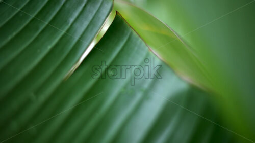 Video – Close up of a green tropical leaf with visible veins and water droplets - Starpik Stock