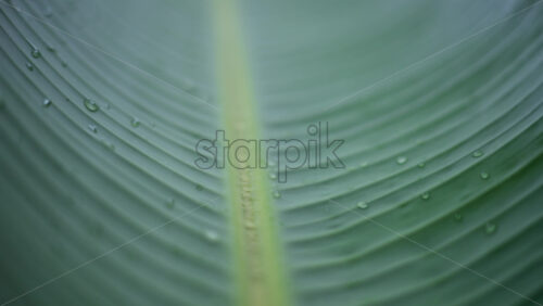Video – Close up of a green tropical leaf with visible veins and water droplets - Starpik Stock