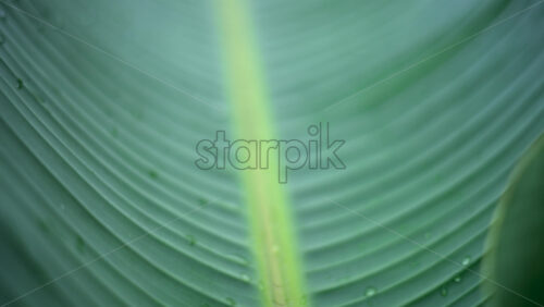 Video – Close up of a green tropical leaf with visible veins and water droplets - Starpik Stock