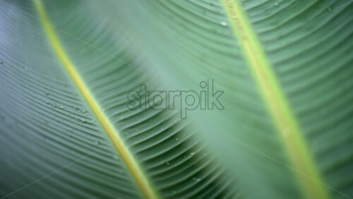 Video – Close up of a green tropical leaf with visible veins and water droplets - Starpik Stock