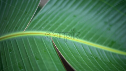 Video – Close up of a green tropical leaf with visible veins and water droplets - Starpik Stock