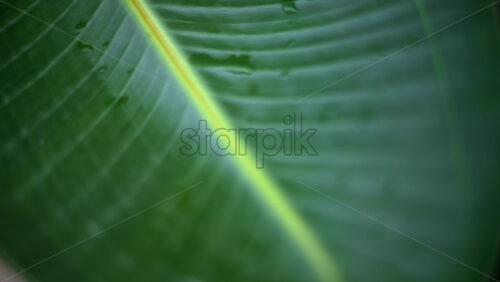 Video – Close up of a green tropical leaf with visible veins and water droplets - Starpik Stock