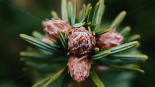 Video – Close up of of a fir tree branch showing green needles radiating from a central brown bud - Starpik Stock