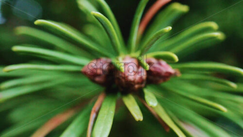 Video – Close up of of a fir tree branch showing green needles radiating from a central brown bud - Starpik Stock