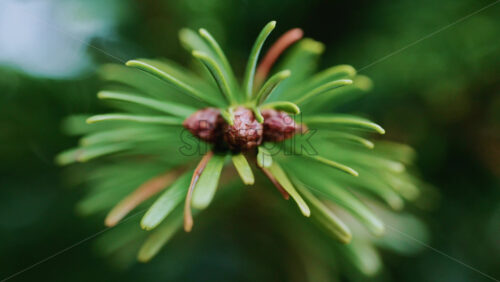 Video – Close up of of a fir tree branch showing green needles radiating from a central brown bud - Starpik Stock