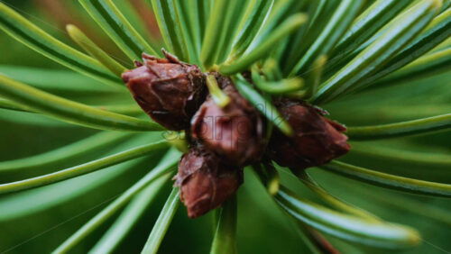 Video – Close up of of a fir tree branch showing green needles radiating from a central brown bud - Starpik Stock