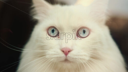 Video – Portrait of a white long haired cat with light blue eyes looking directly at the camera - Starpik Stock
