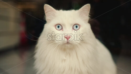 Video – Portrait of a white long haired cat with light blue eyes looking directly at the camera - Starpik Stock