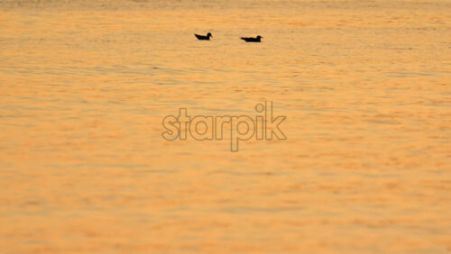 Video – Two seabirds floating peacefully on calm water illuminated by warm golden sunset light - Starpik Stock