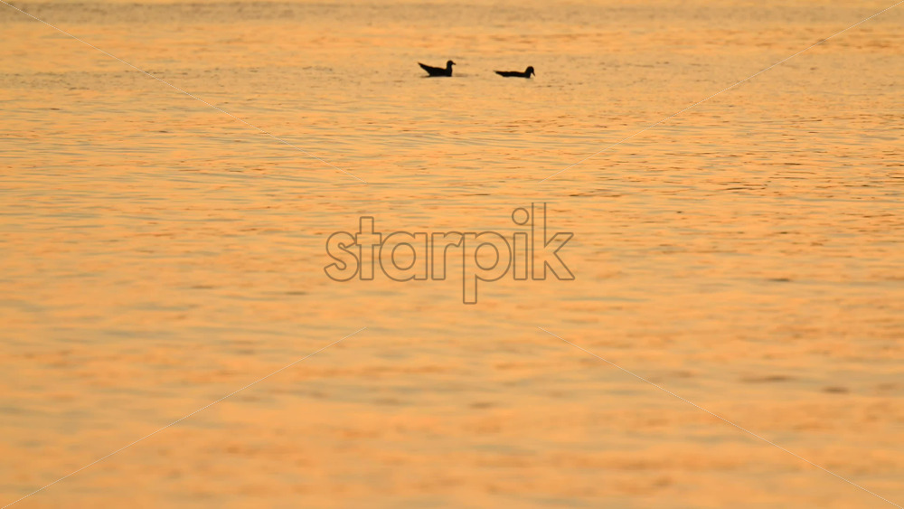 Video – Two seabirds floating peacefully on calm water illuminated by warm golden sunset light - Starpik Stock