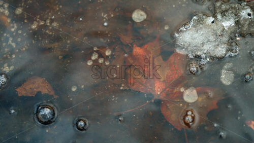 Close up of a brown autumn leaf trapped in a shallow icy puddle with air bubbles and ripples