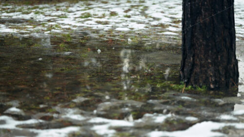 Tree trunk standing in shallow water with melting snow and moss on the ground