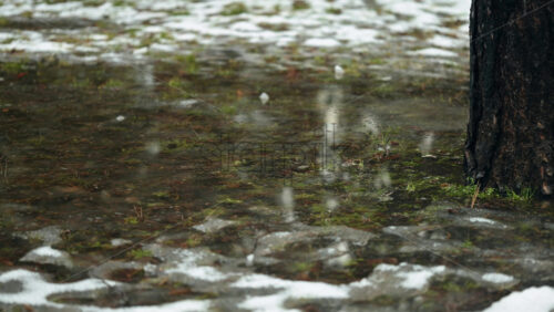 Tree trunk standing in shallow water with melting snow and moss on the ground