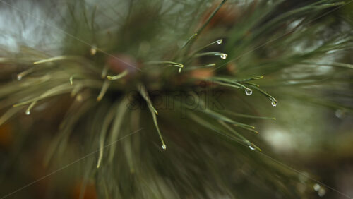 Close up of pine tree needles covered with water droplets after rain or snow melt