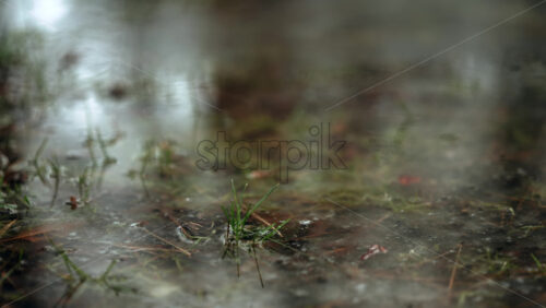 Small green grass blades pushing through thin ice and shallow water