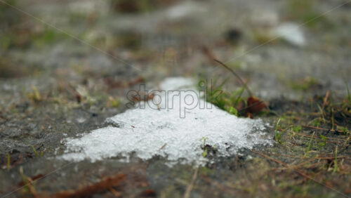 Small patch of melting snow resting on wet ground with pine needles and grass around