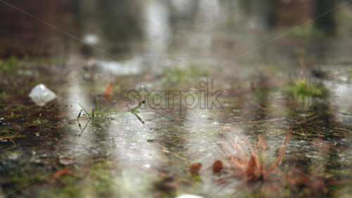 Pine needles and leaves partially submerged in shallow water with soft reflections