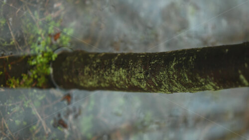 Moss covered tree branch reflected on a water surface, soft misty background