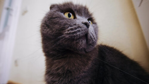 Close up portrait of a gray cat looking calmly toward the camera