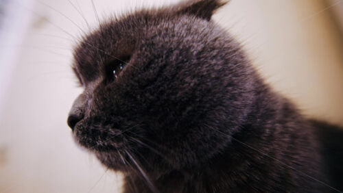 Close up portrait of a gray cat looking calmly toward the camera