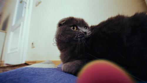 Gray cat lying on a soft surface while playing with a colorful toy