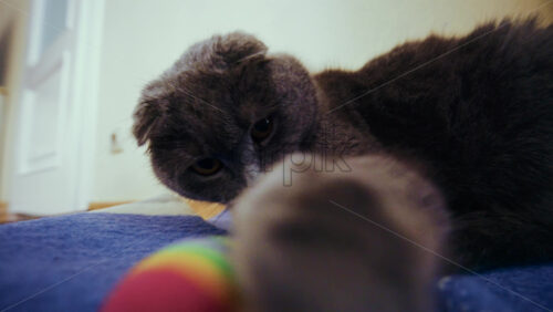 Gray cat lying on a soft surface while playing with a colorful toy