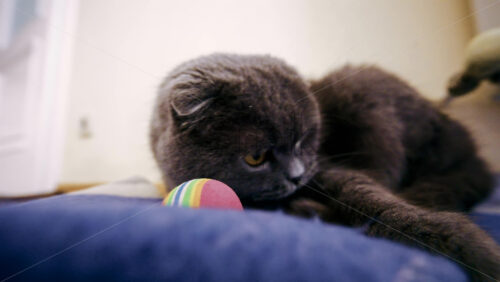 Gray cat lying on a soft surface while playing with a colorful toy