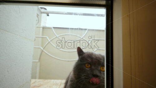Close up of a gray cat waiting behind a glass door indoors