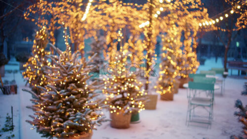 Snow covered Christmas trees decorated with warm string lights outdoors