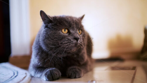 26ian47.mov - Starpik Stock