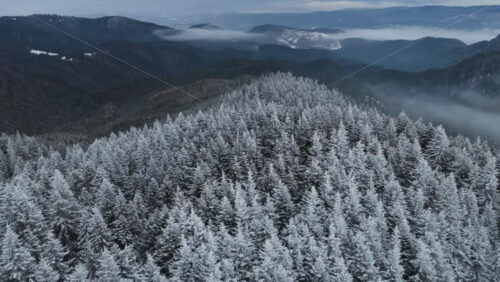Panoramic aerial drone view of winter season with fir trees full of snow. Transylvania, Mount Ciucas in Romania