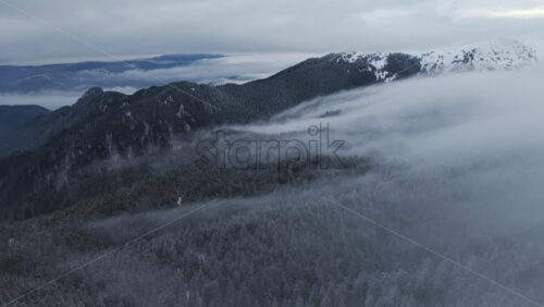 Panoramic aerial drone view of winter season with fir trees full of snow. Transylvania, Mount Ciucas in Romania