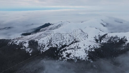 Panoramic aerial drone view of winter season with fir trees full of snow. Transylvania, Mount Ciucas in Romania
