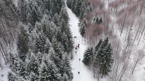 Panoramic aerial drone view of hikers walking in winter season with fir trees full of snow. Transylvania, Mount Ciucas in Romania, Carpathian mountains
