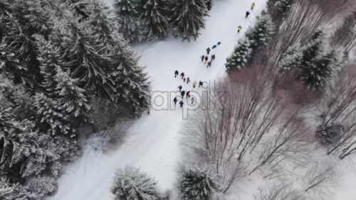 Panoramic aerial drone view of hikers walking in winter season with fir trees full of snow. Transylvania, Mount Ciucas in Romania, Carpathian mountains