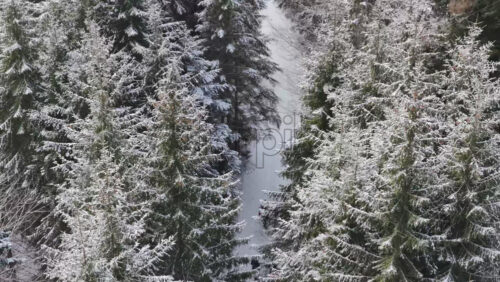 Panoramic aerial drone view of winter season with fir trees full of snow. Transylvania, Mount Ciucas in Romania, Carpathian mountains