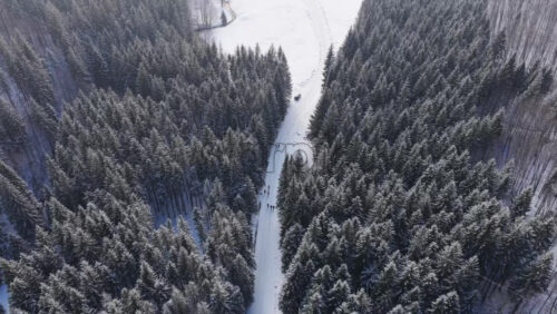 Panoramic aerial drone view of winter season with fir trees full of snow. Transylvania, Mount Ciucas in Romania, Carpathian mountains