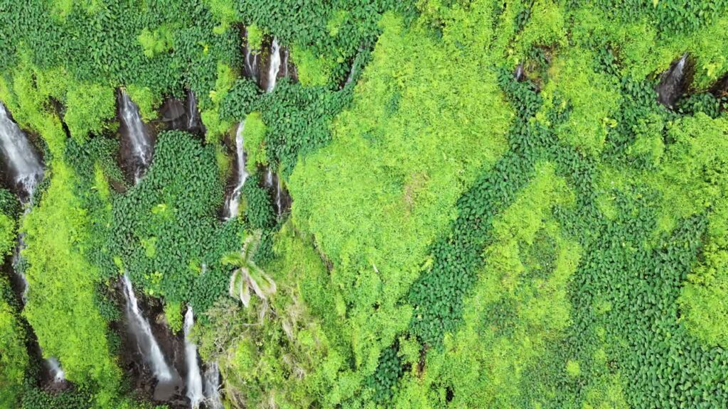 Video – Aerial drone view of several narrow waterfalls flowing through thick green jungle vegetation, forming small streams that disappear into the rainforest below - Starpik Stock