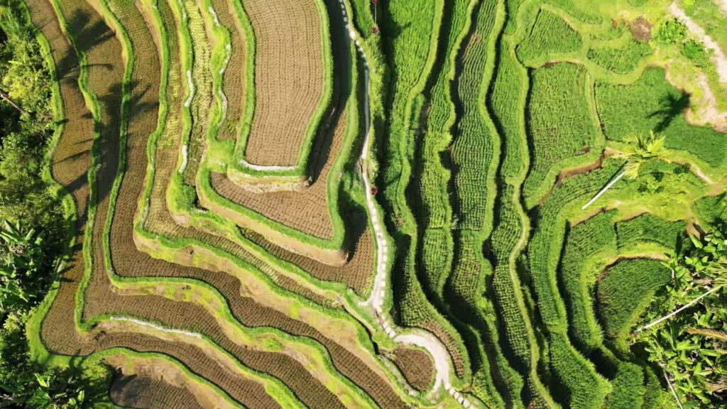 Video - Aerial drone view of the UNESCO listed Jatiluwih Rice Terraces in Tabanan, Bali. Layered green agricultural fields create organic patterns across the landscape. Traditional subak irrigation system and tropical farming scenery in Indonesia