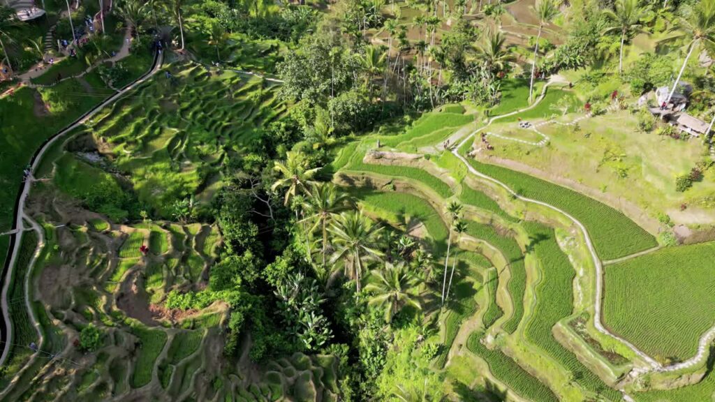 Video - Aerial drone view of the UNESCO listed Jatiluwih Rice Terraces in Tabanan, Bali. Layered green agricultural fields create organic patterns across the landscape. Traditional subak irrigation system and tropical farming scenery in Indonesia