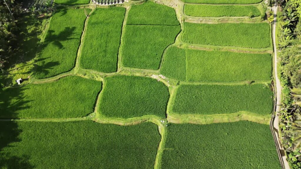 Video - Aerial drone view of vibrant green rice paddies near Ubud, Bali, Indonesia. Rectangular agricultural plots divided by narrow paths and irrigation lines under warm tropical sunlight