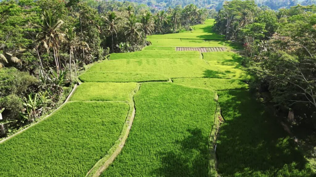 Video - Aerial drone view of vibrant green rice paddies near Ubud, Bali, Indonesia. Rectangular agricultural plots divided by narrow paths and irrigation lines under warm tropical sunlight
