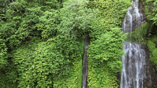 Video - Aerial drone view of Banyumala Twin Waterfall in North Bali, Indonesia. Water streams cascade down a lush jungle cliff covered in dense tropical vegetation