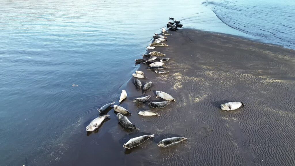 Video - Aerial drone view of seals resting on a black sand shoreline beside the calm waters of Jokulsaron