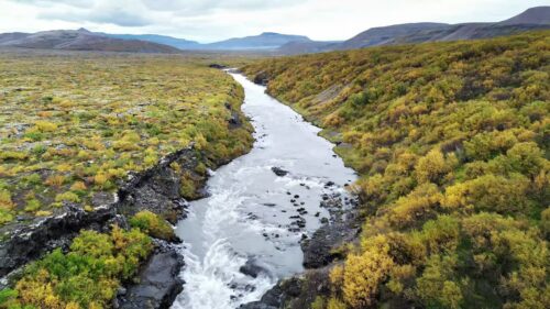 Video - Aerial drone view of a winding river flowing through a remote Icelandic valley covered in autumn colored shrubs and moss